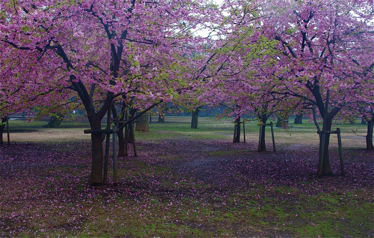 Snow and Cherry Trees