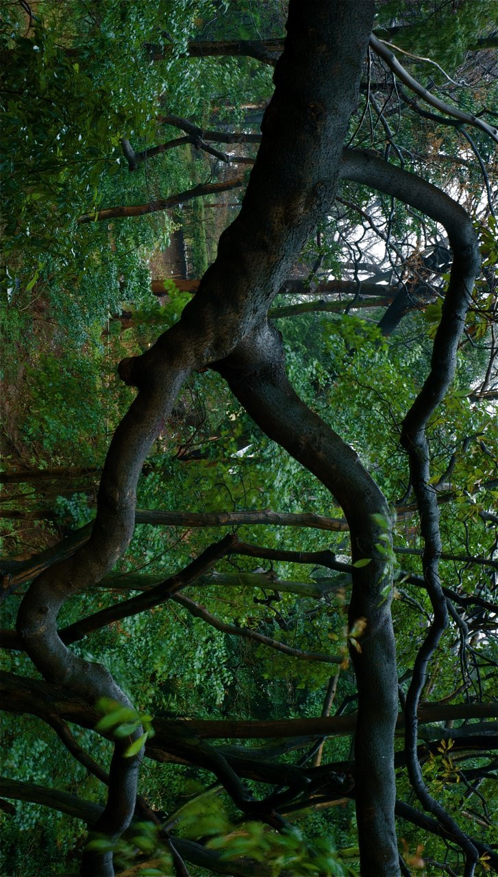 Tall, Skinny, Naked, Long Legged Running Tree