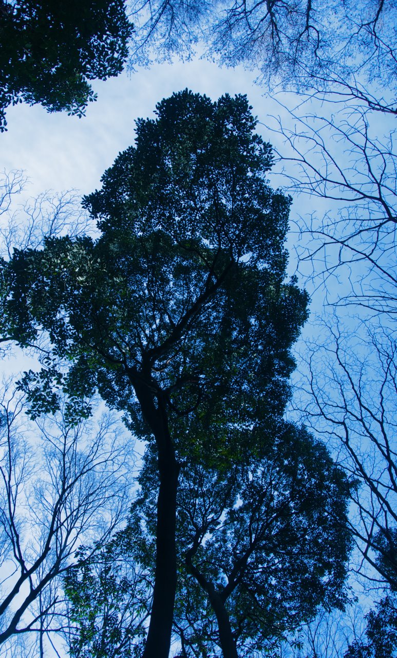 Bushy Eyebrows, Oily Hair and Rotating Trees