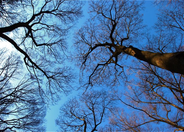 Arisugowa And Accupuncture