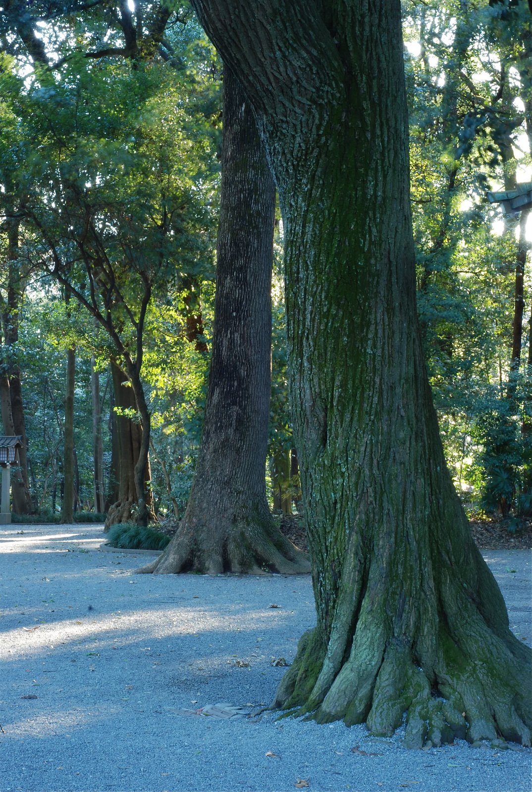 Almost Arrested at the Meiji Shrine