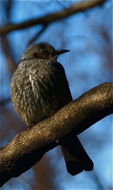 Monday Evening and the Little Bird