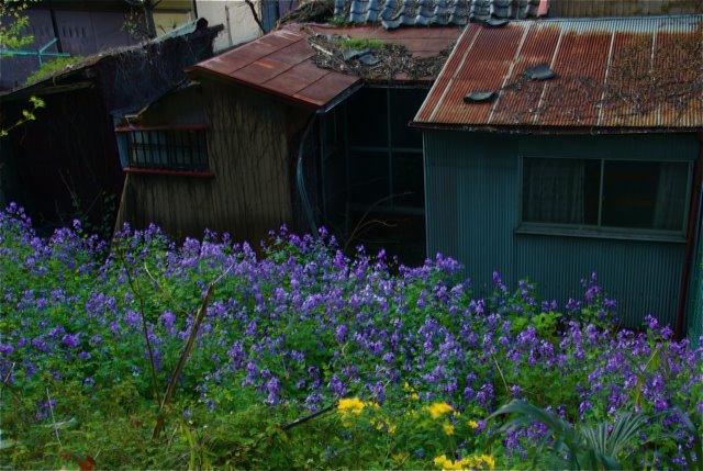 Shinjuku Gyoen and the Abandoned Lot