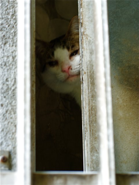 Julie, Suzy and Marjorie are coming!! And an old cat.