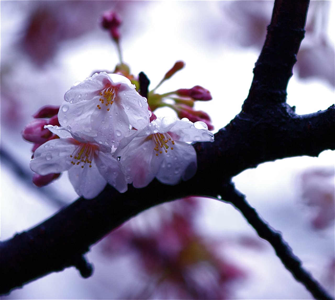 Cherry Blossoms