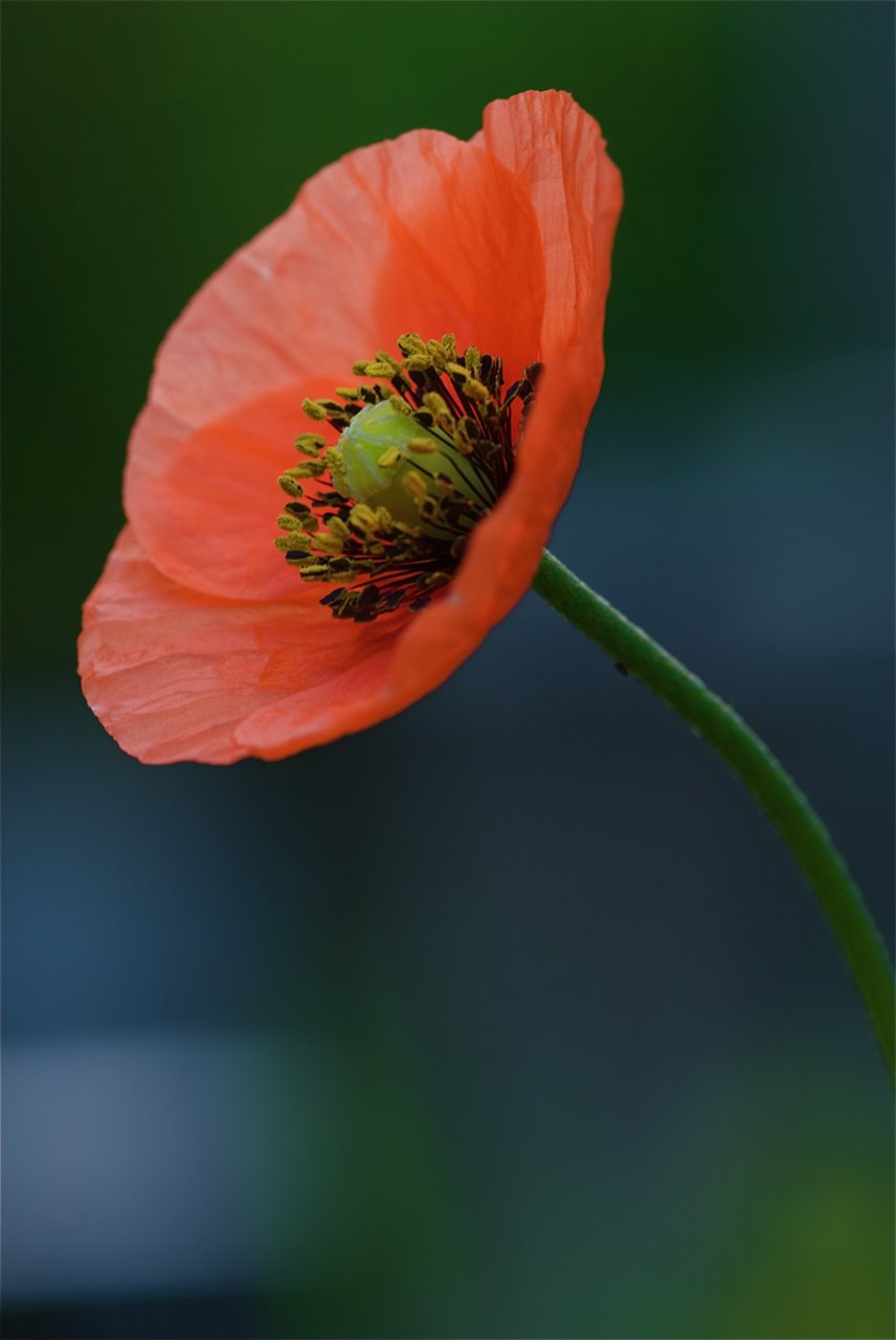 Poppy in the morning