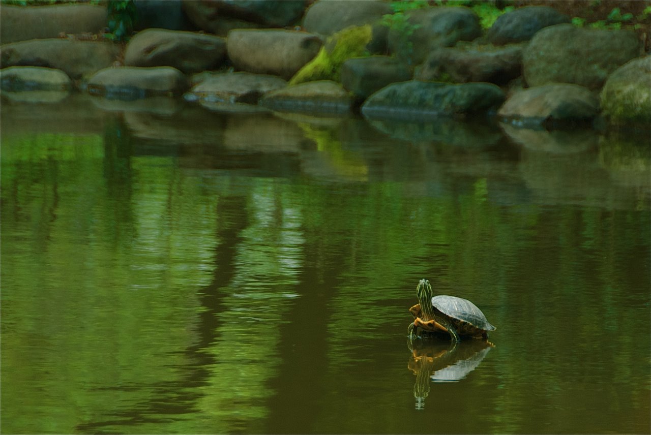 Dr. Kobayakawa and the Turtle