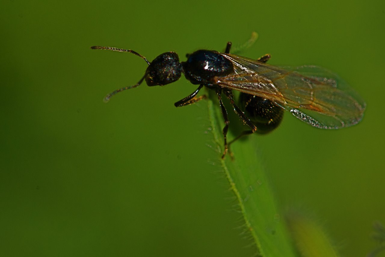 Back to the Wildllife