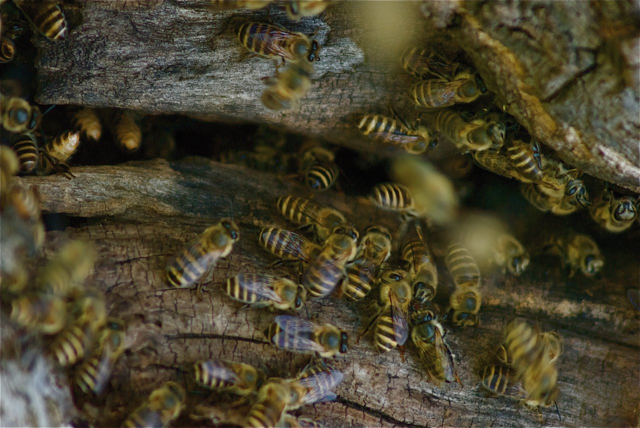 Swarming Bees