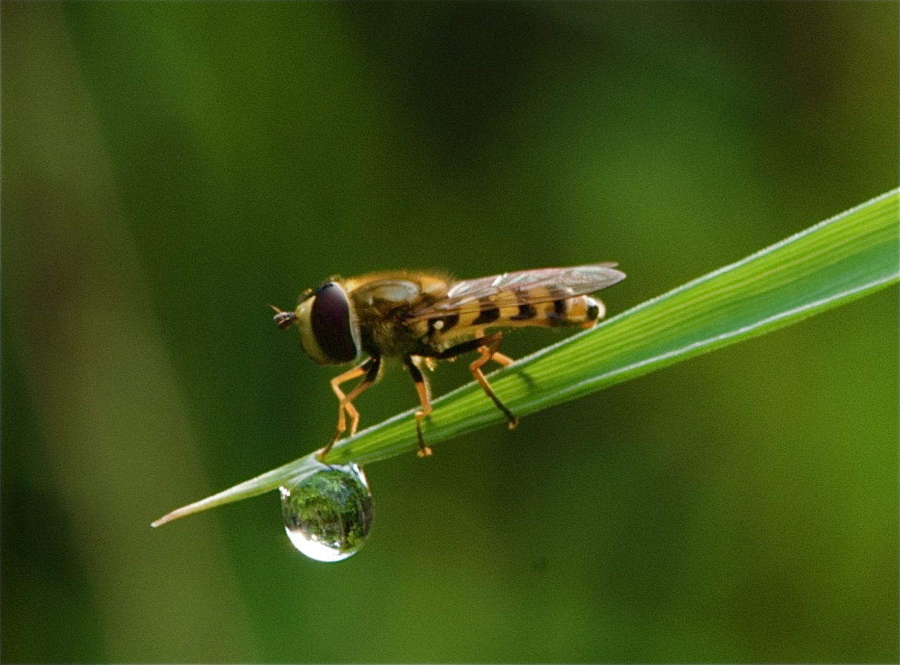 Mother’s Day and Bee with a Drop of Water