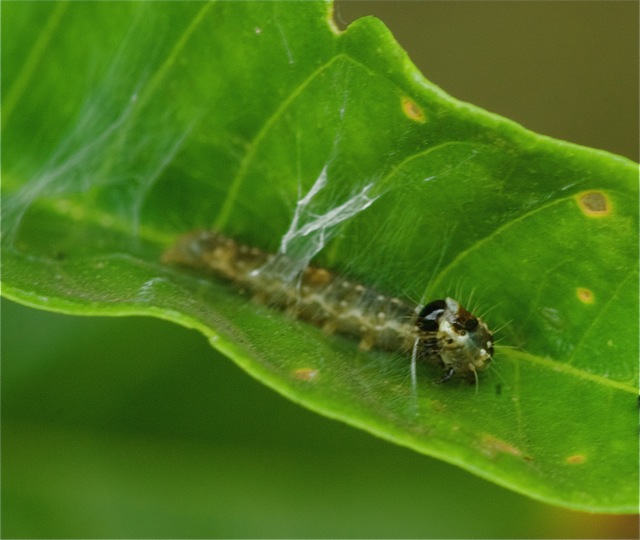 Yumiko and the Caterpillar