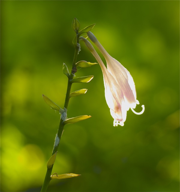 Japanese Food and Glowing Hosta