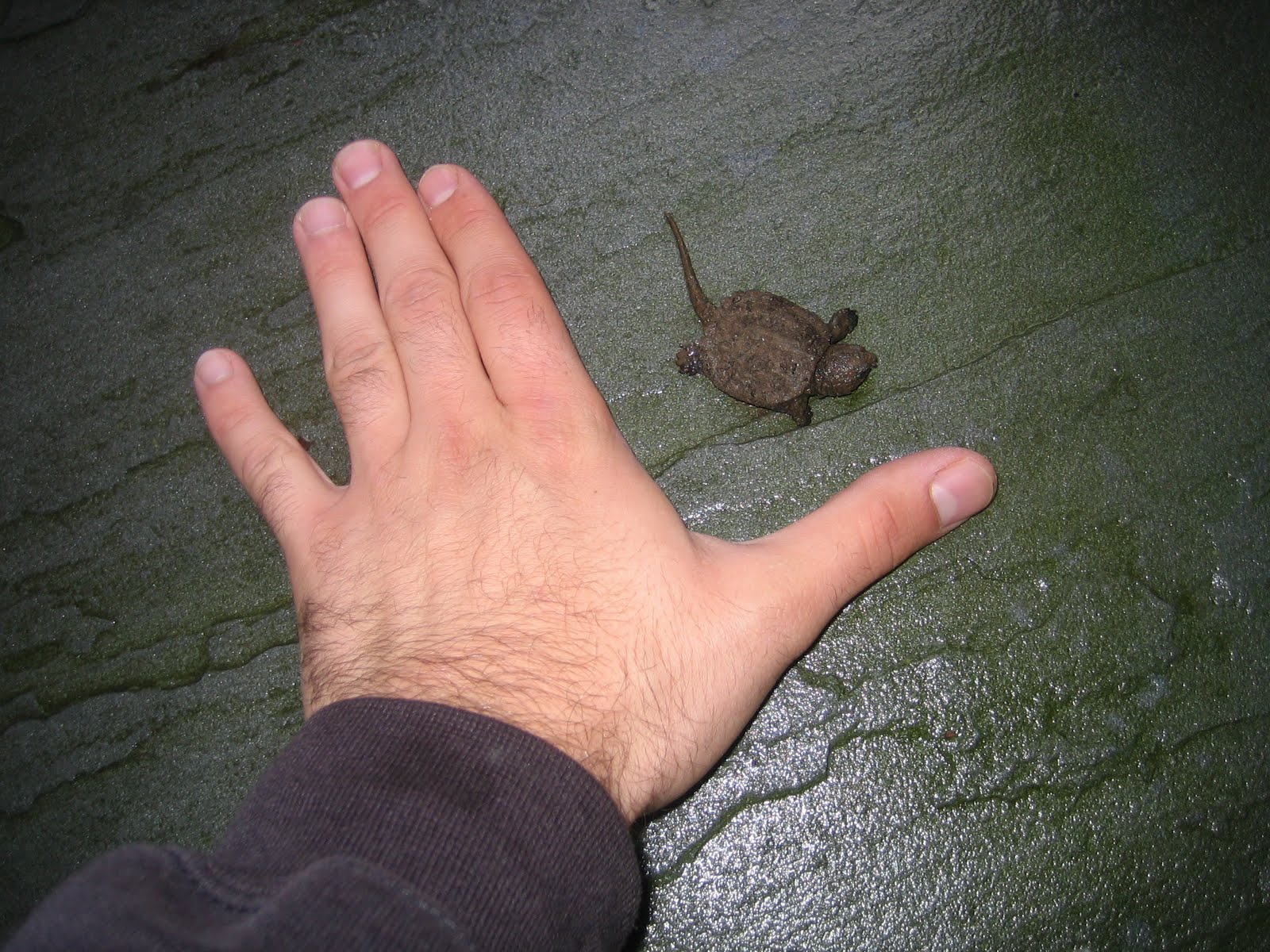 Miracle in the Driveway