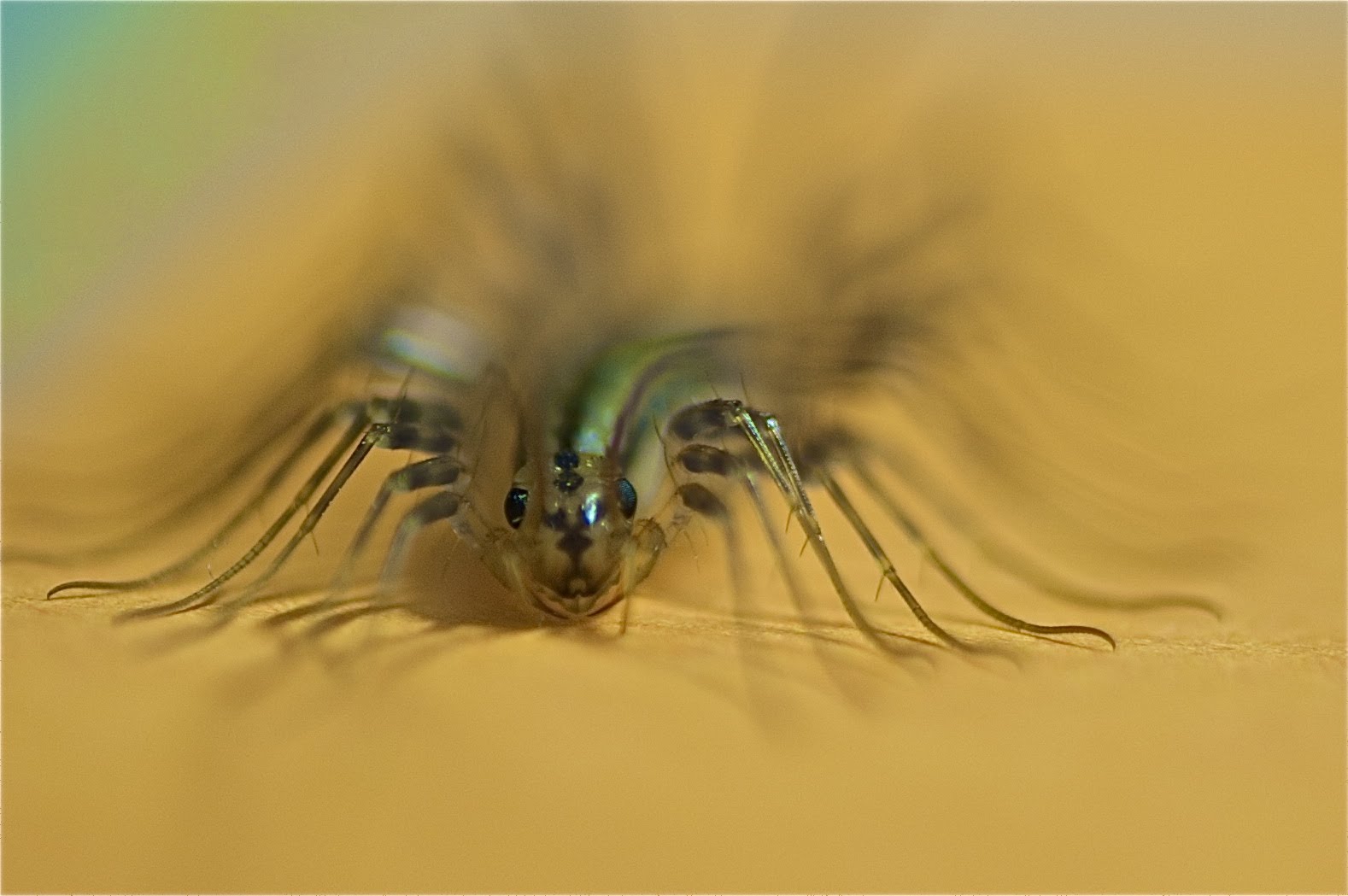 Centipedes, Slugs, and a Sniffing Deer