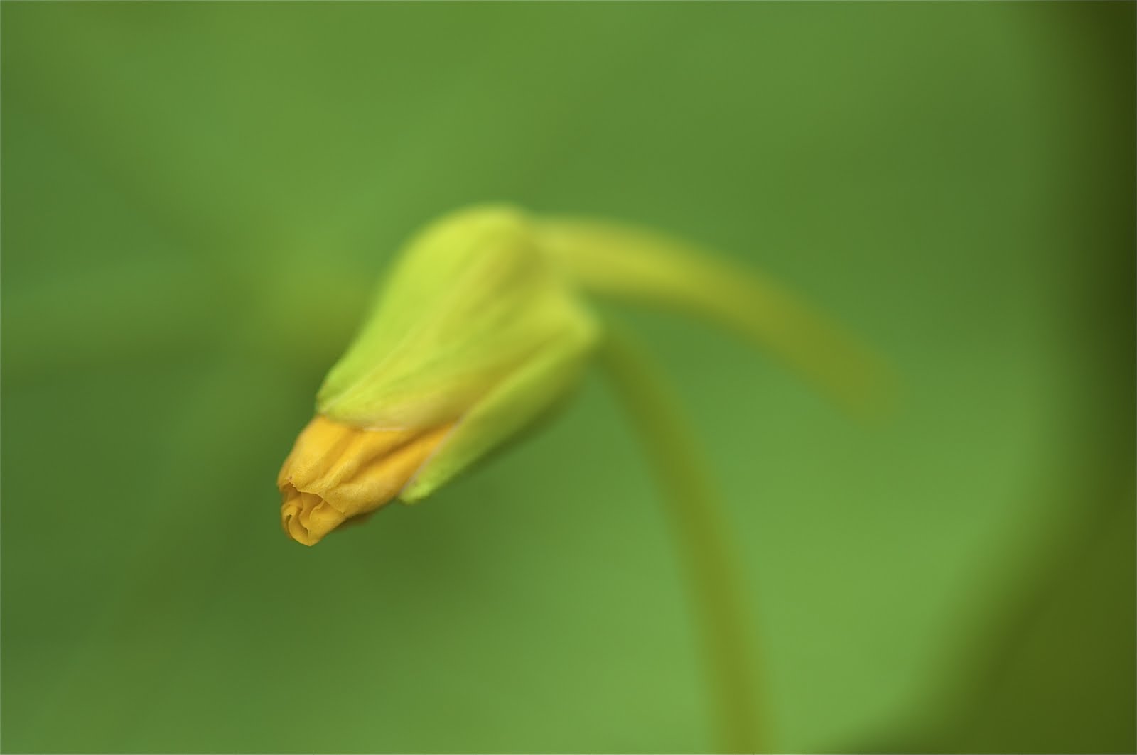 Little Bug on a Star