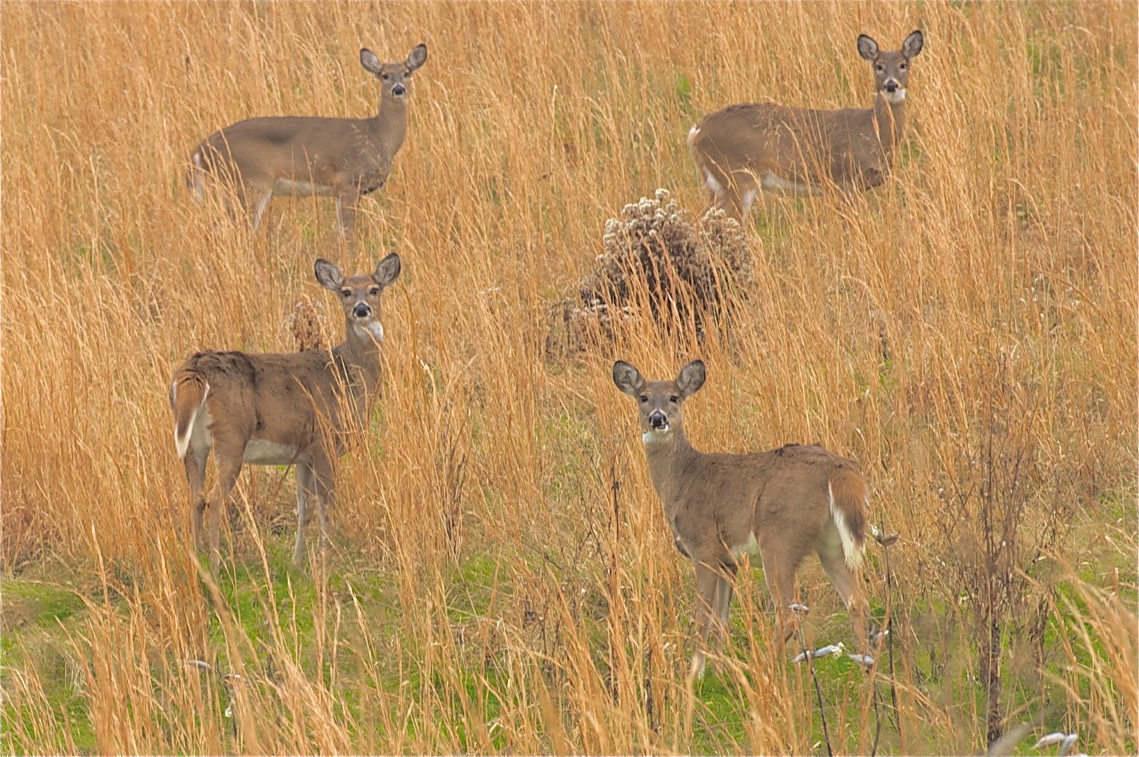 Fall at Valley Forge