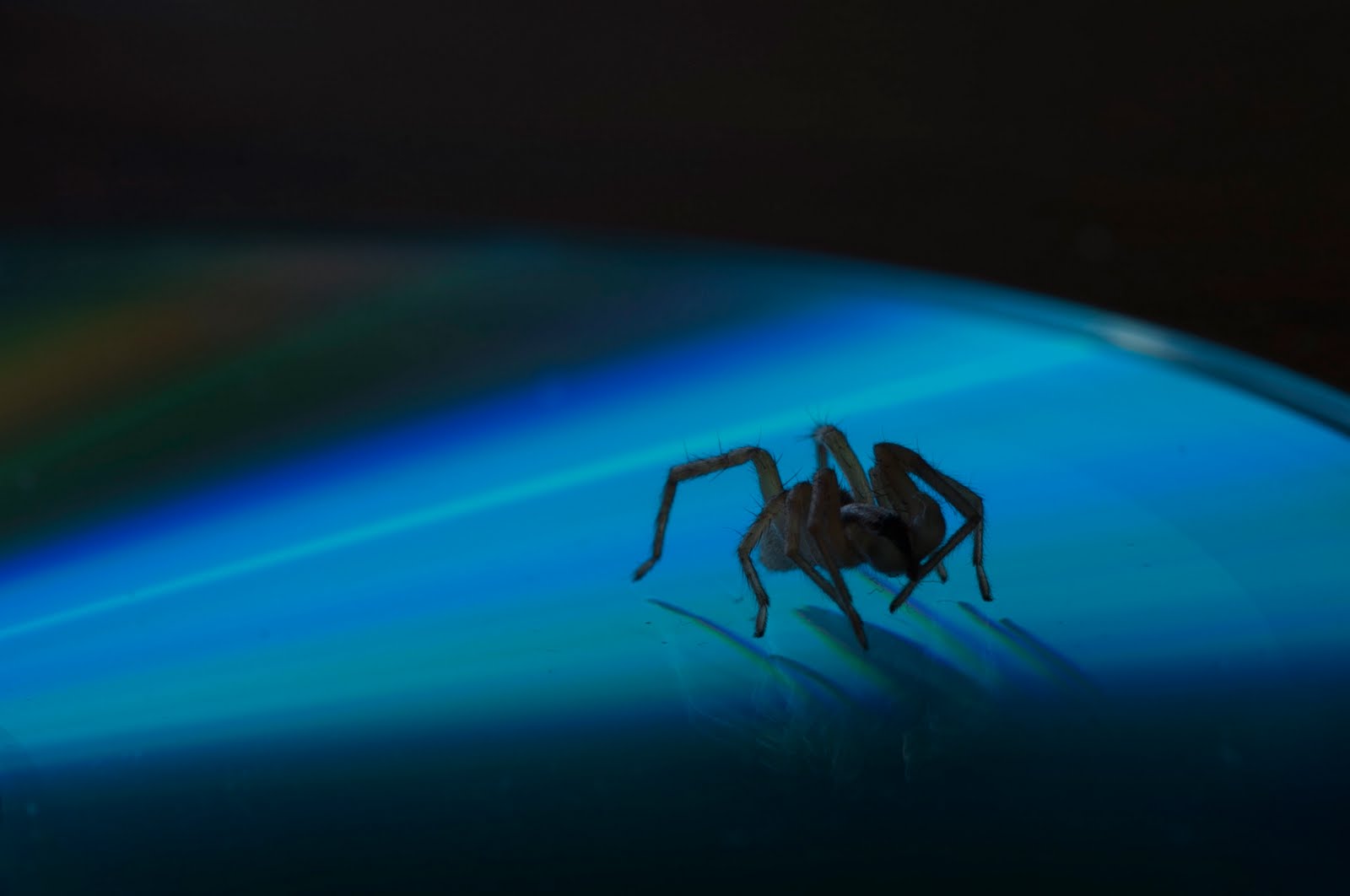 A Spider on my CD