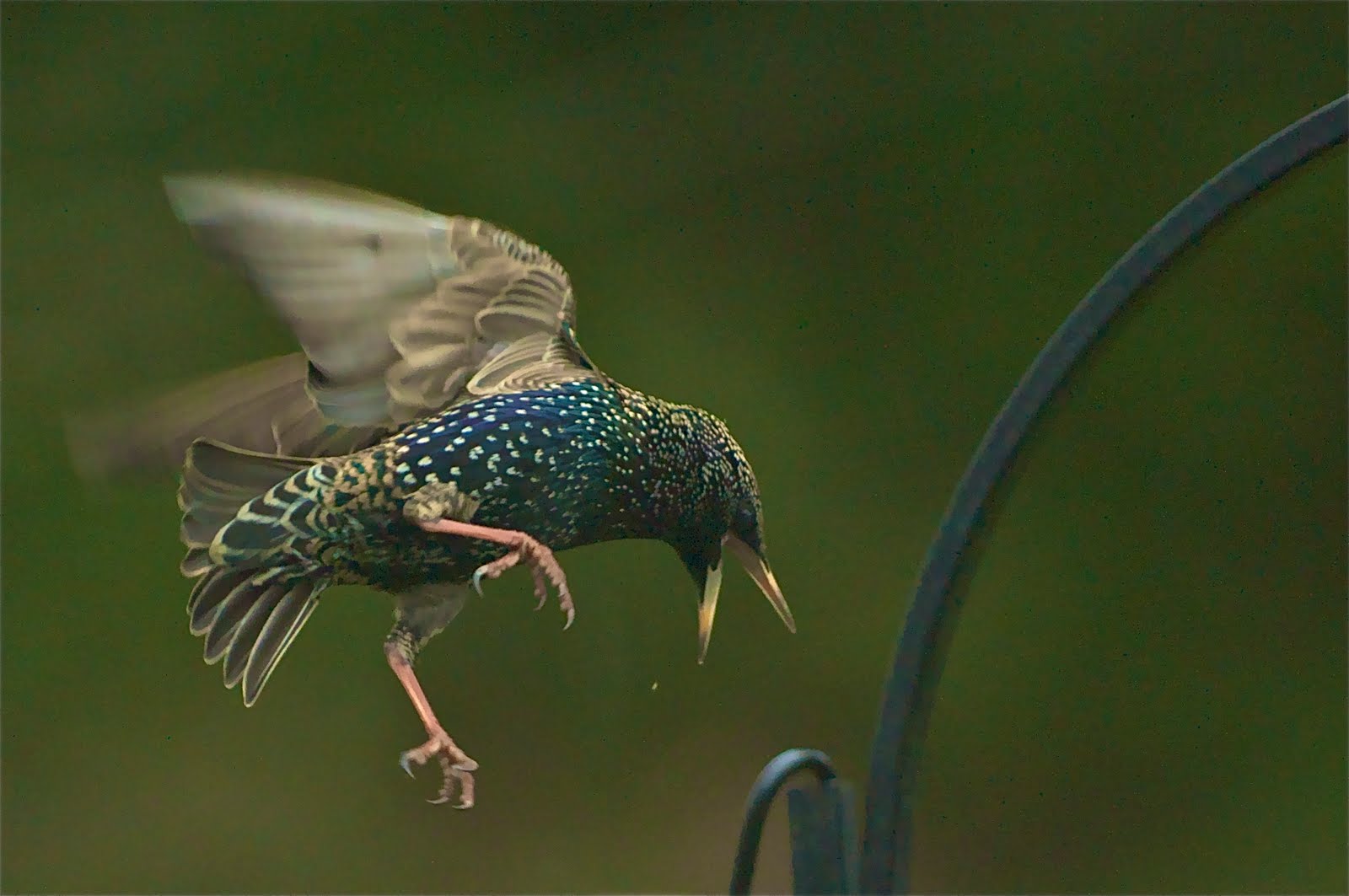 Starlings Have Arrived