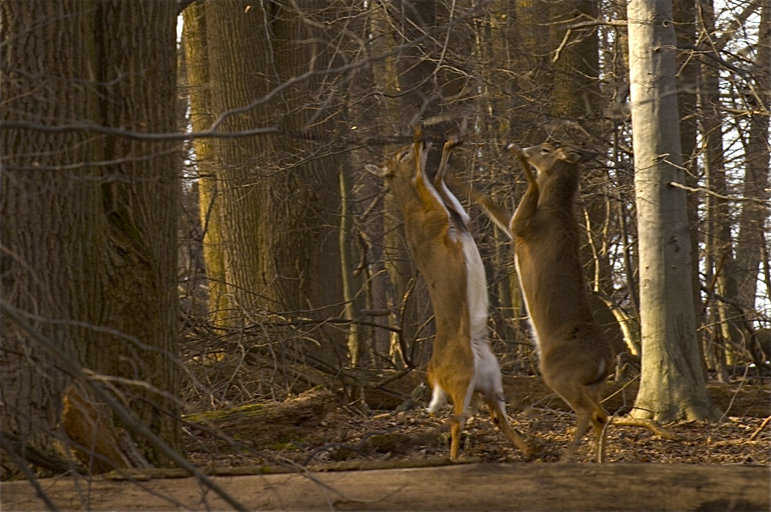 Dancing Deer