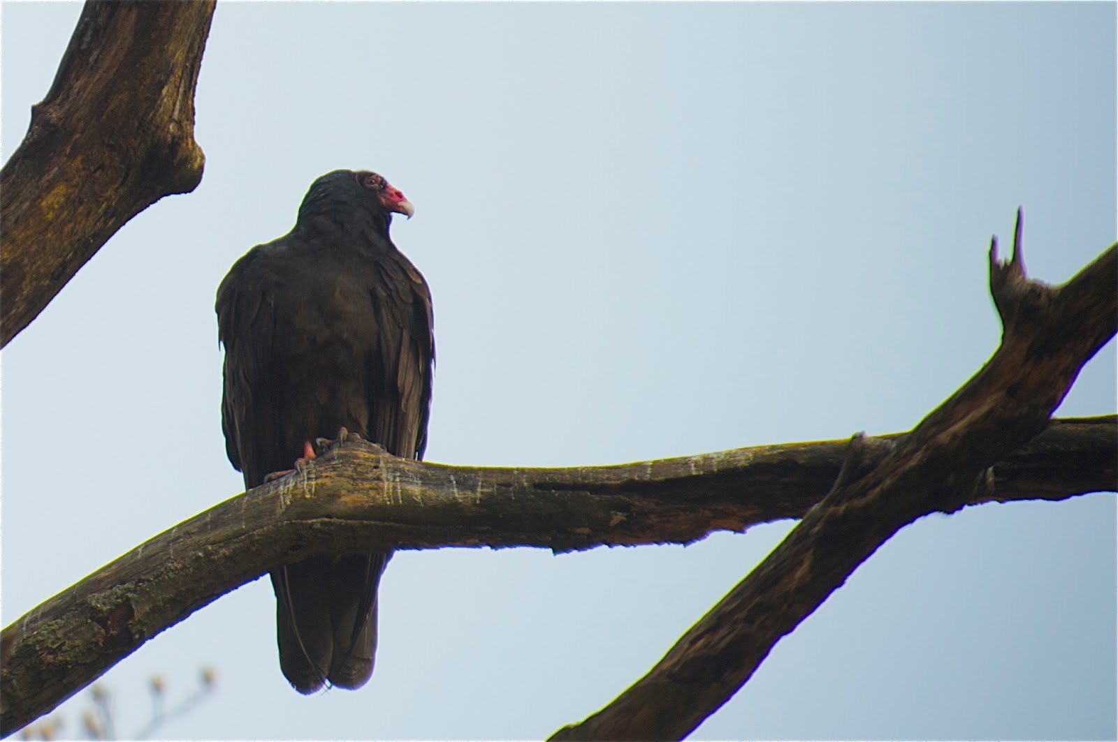 Dreams of a 400mm Lens