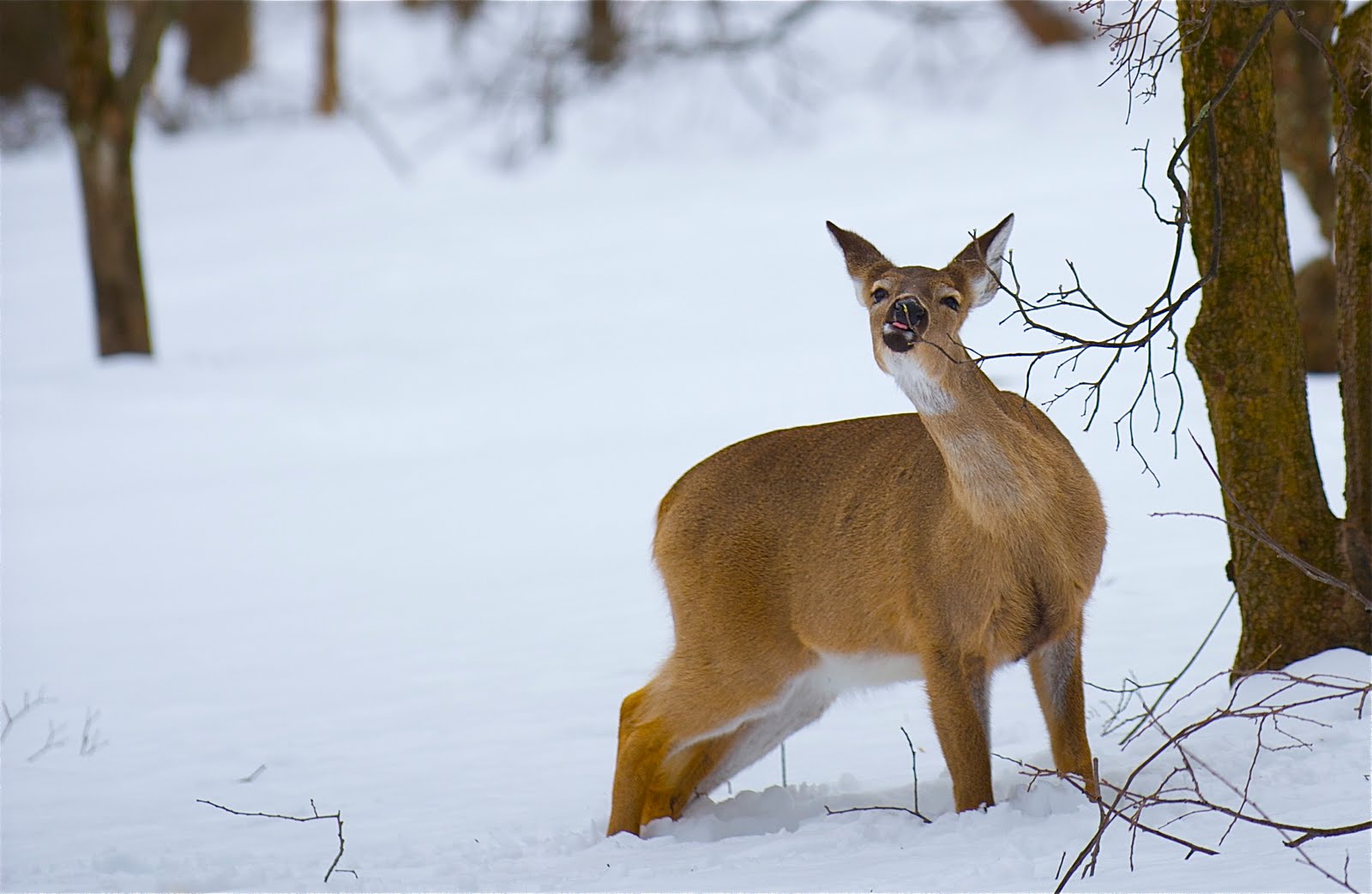 Ahhh….. Those First Sprigs of Spring