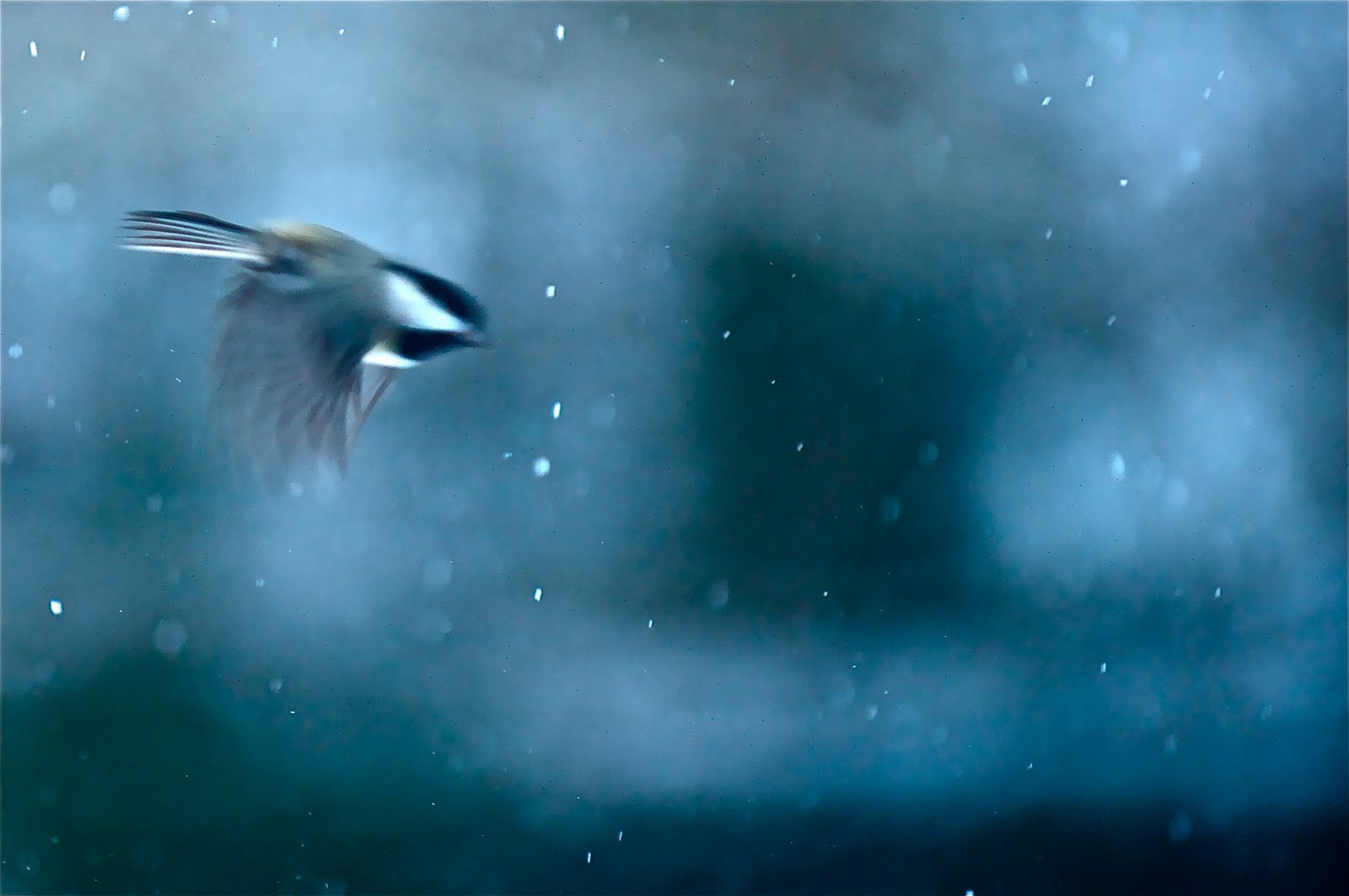 Chickadee in the Snowstorm