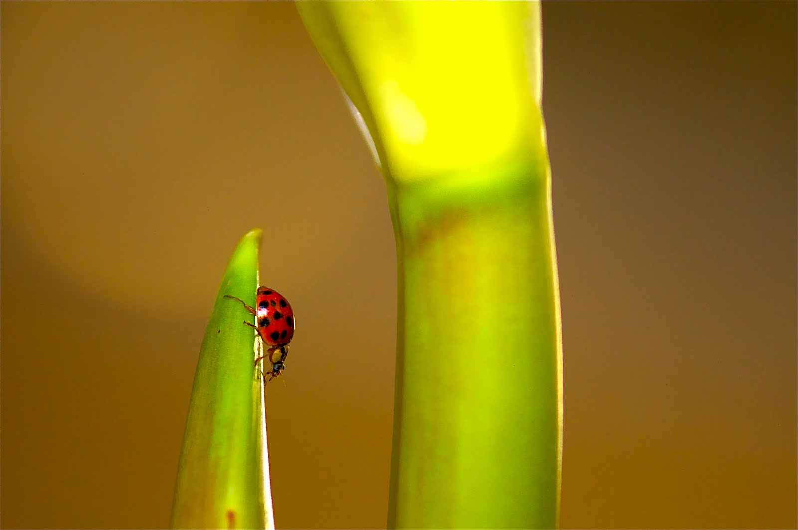 First Sign of Spring