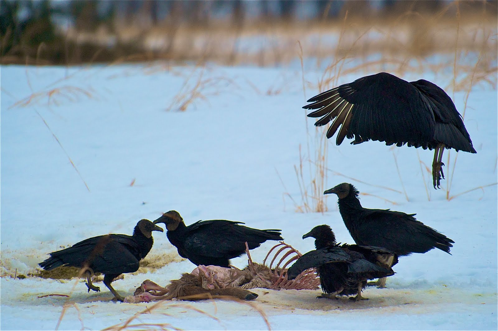 Vultures Doing Their Thing