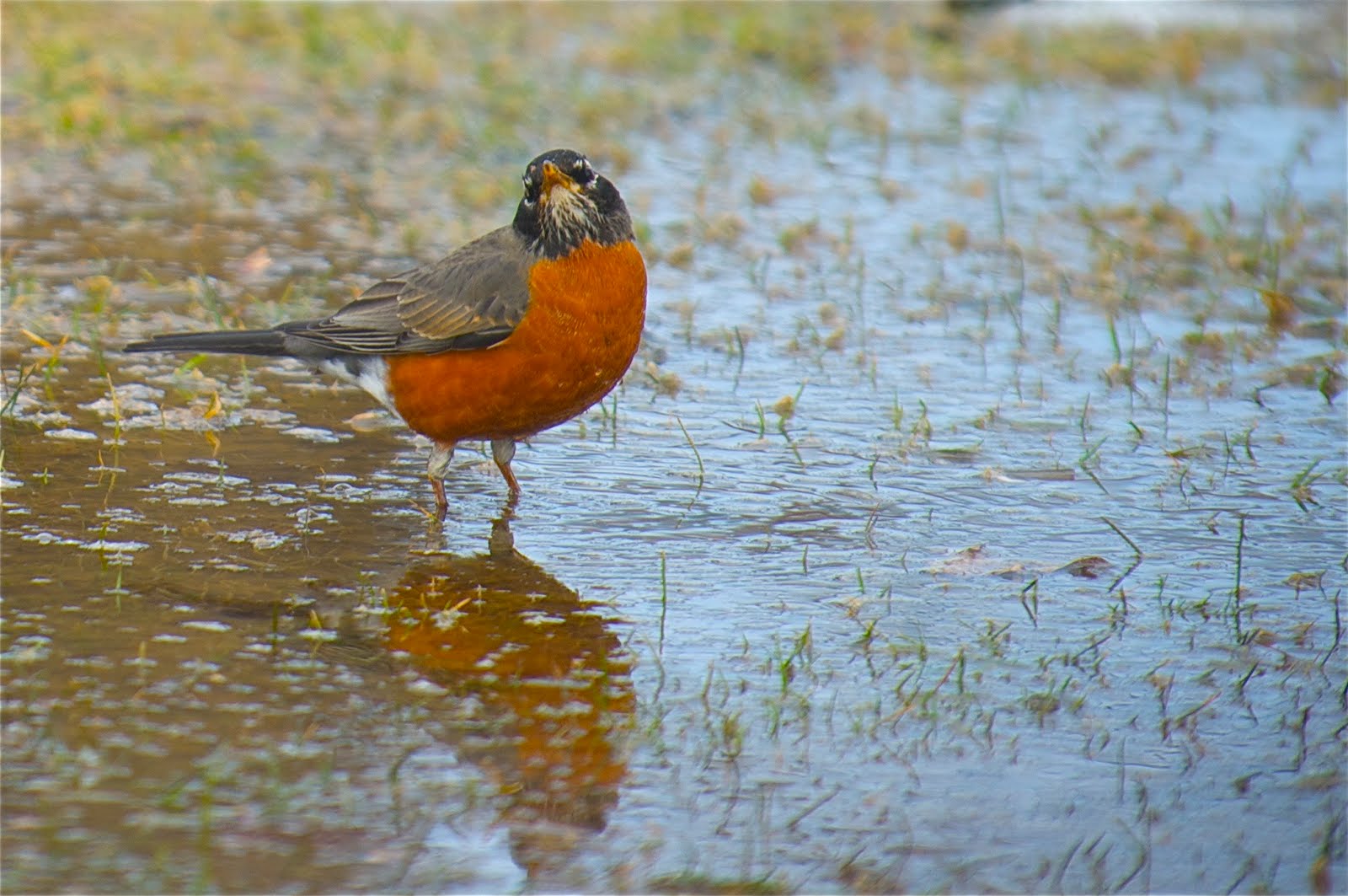 Oh Yes. Spring is Coming