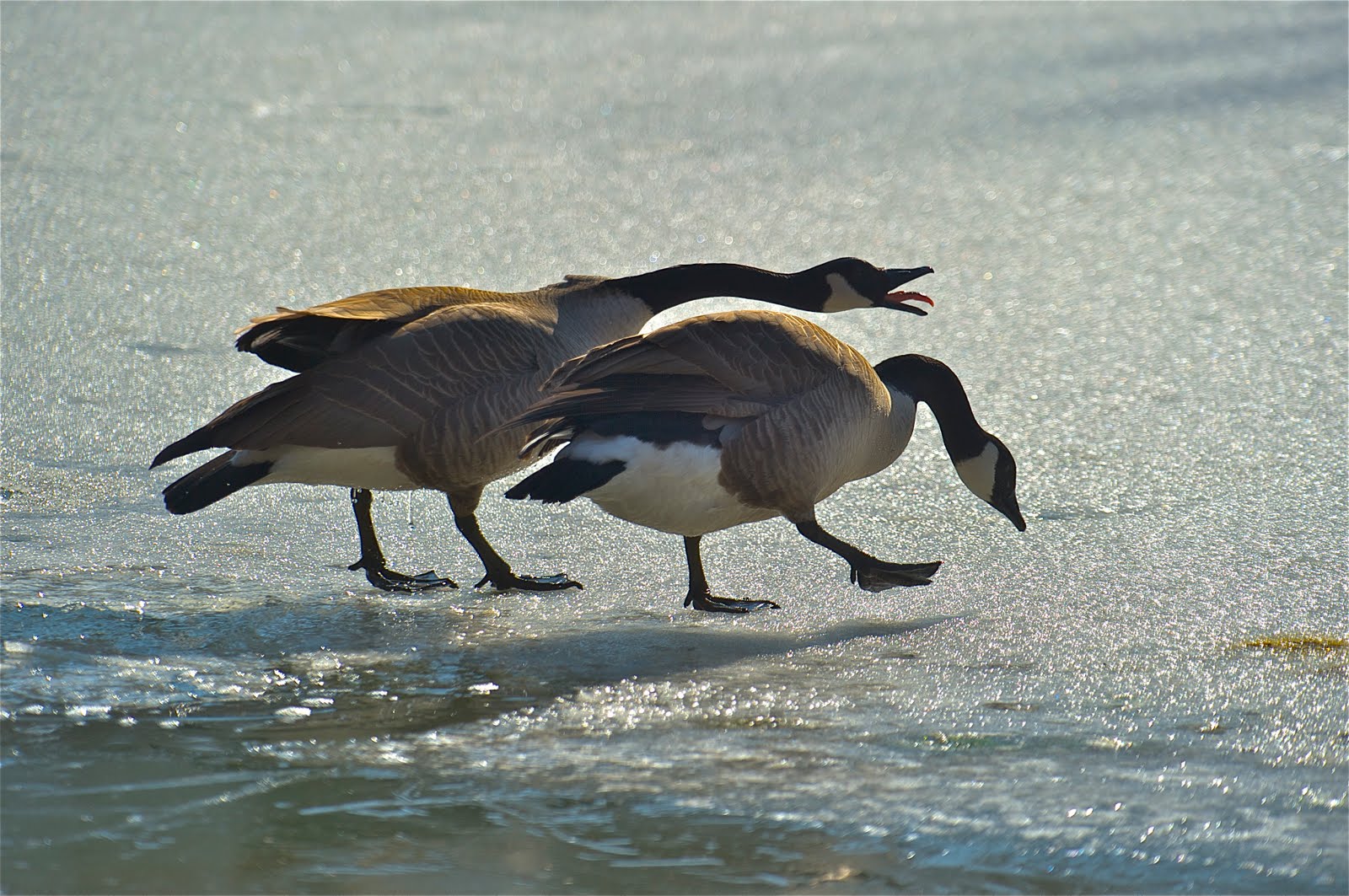 Geese in Love