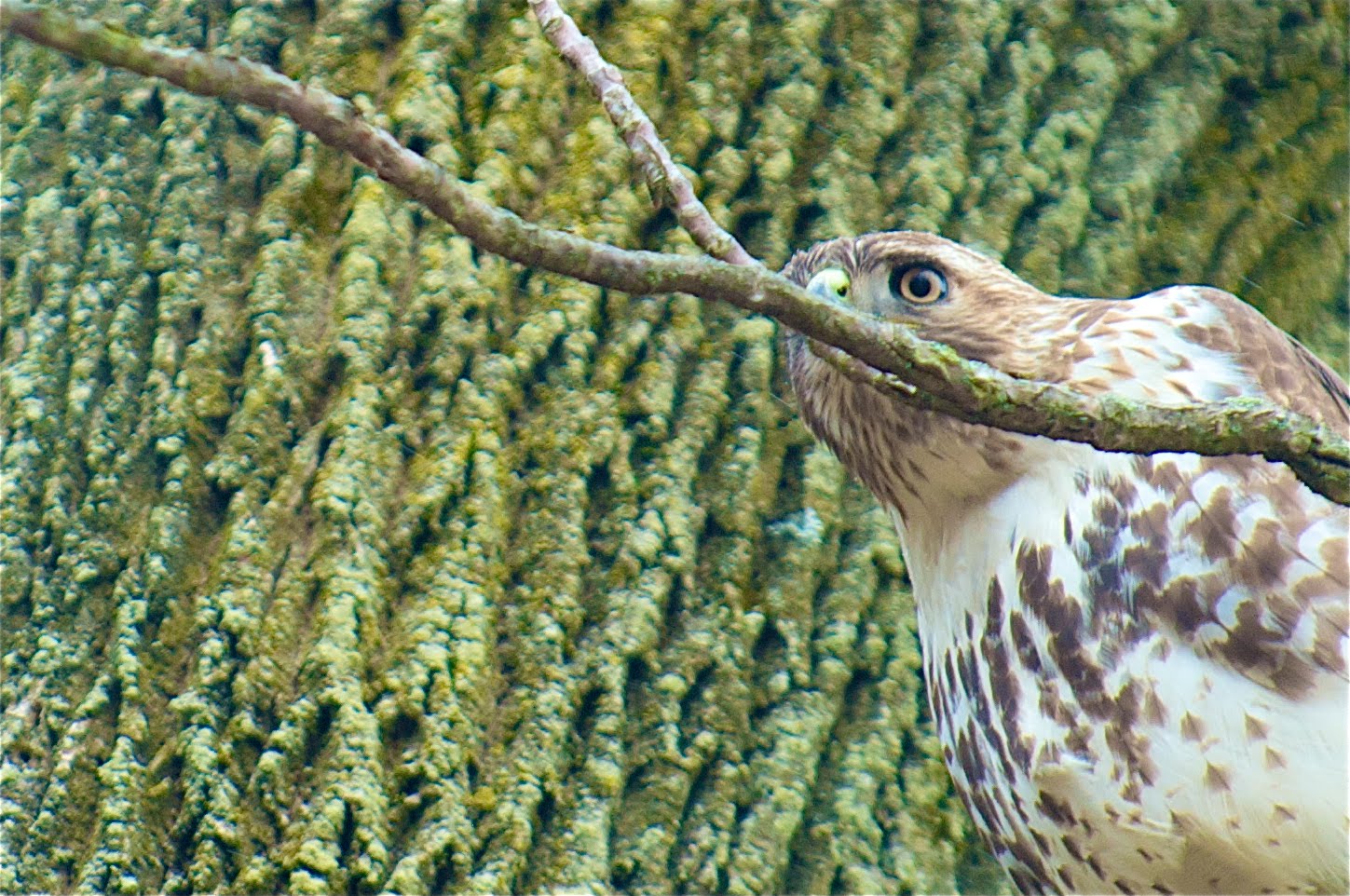 The Hawk and the Snake