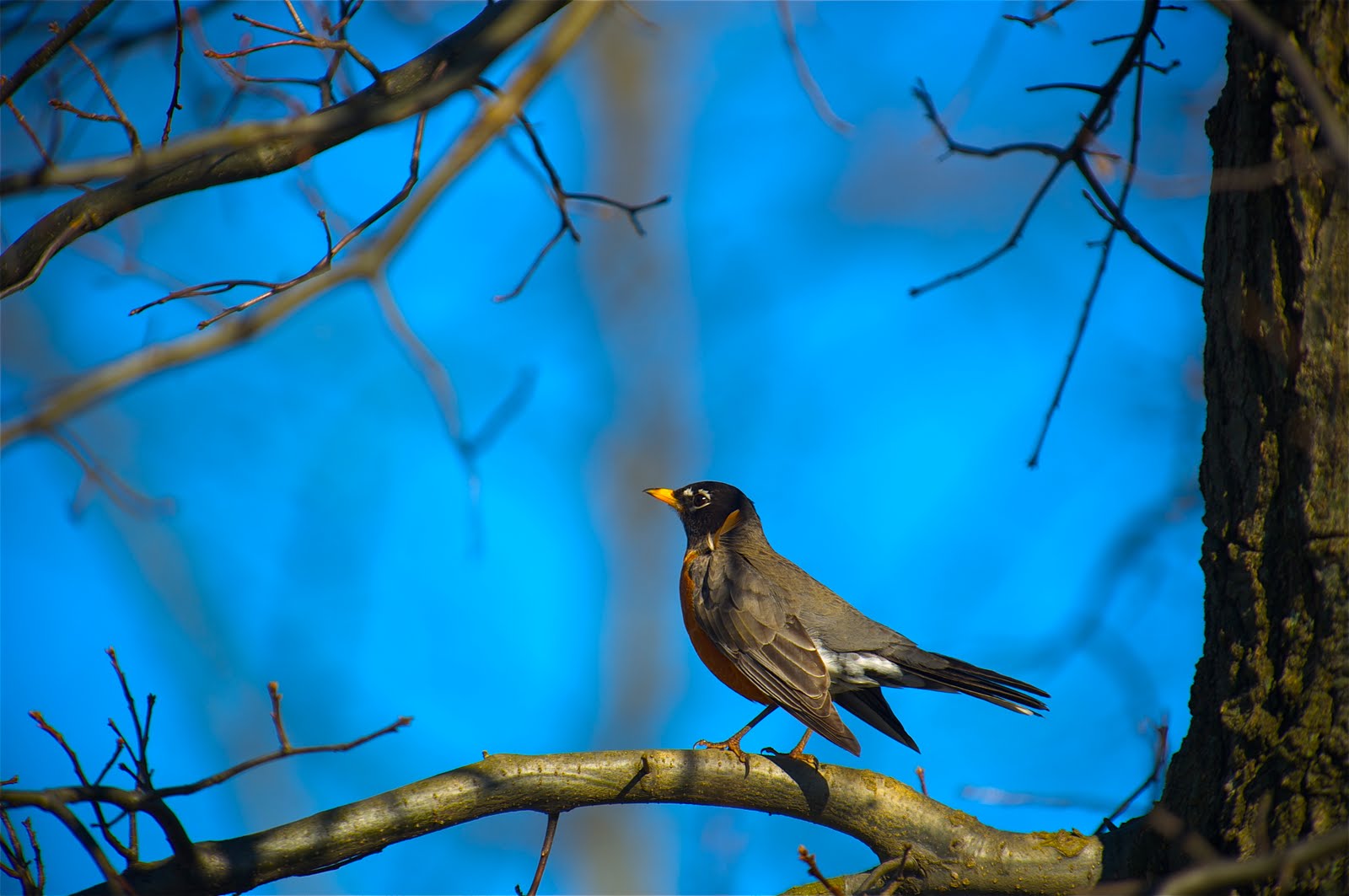 Robin on a Branch