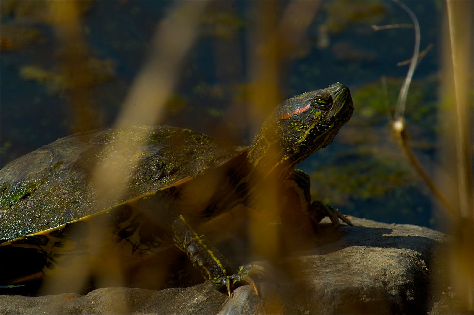 Turtle Emerging for Spring