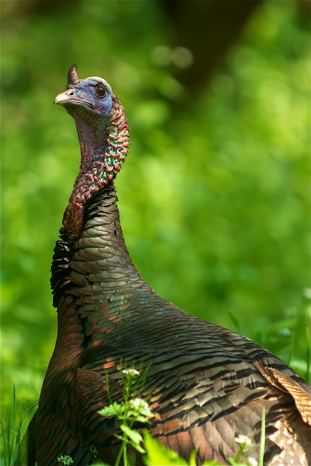 Wild Turkey Tale