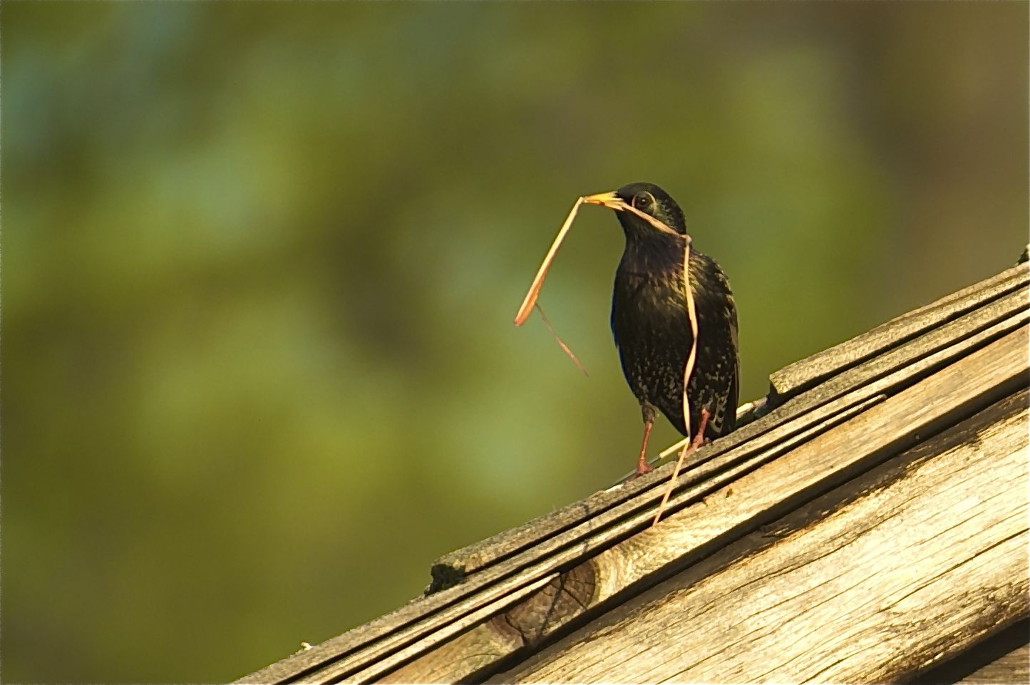 Click on to See the Bird’s Monocle