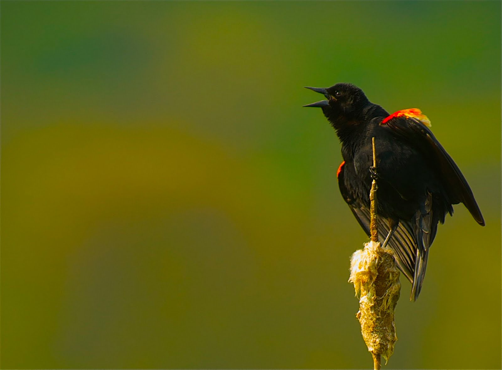 Red Wing Blackbirds in Love