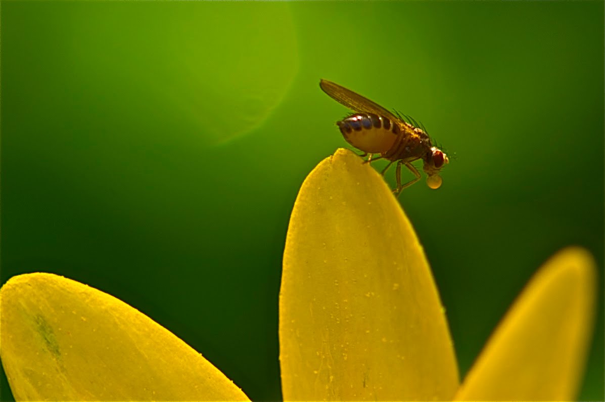 Click on Fly to See His Yellow Bubble Gum