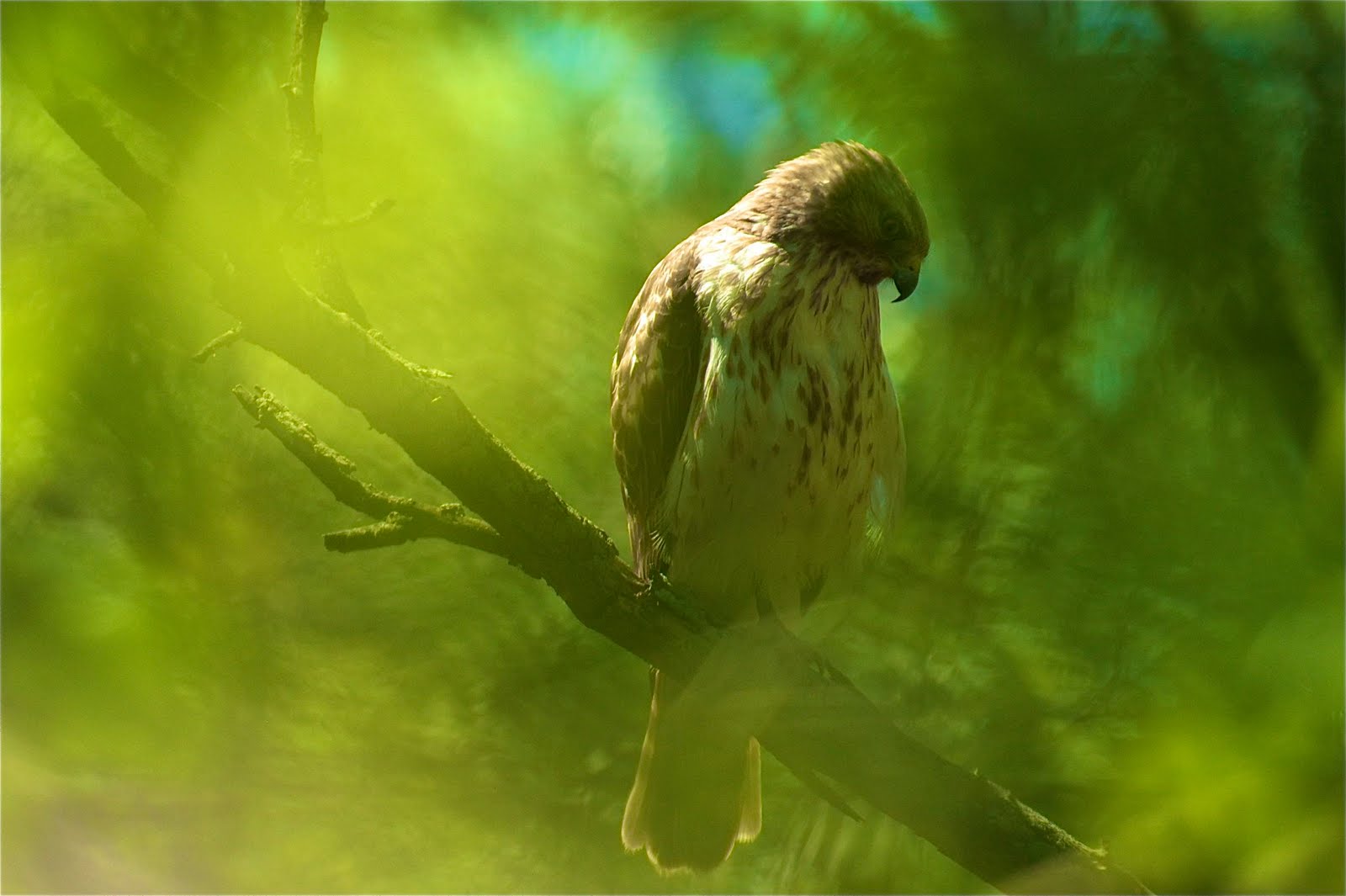 John Heinz National Wildlife Rescue