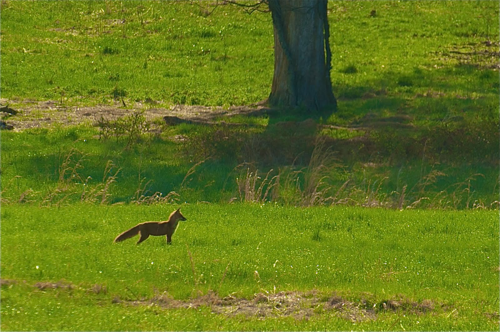 Why I Need a 400mm Lens