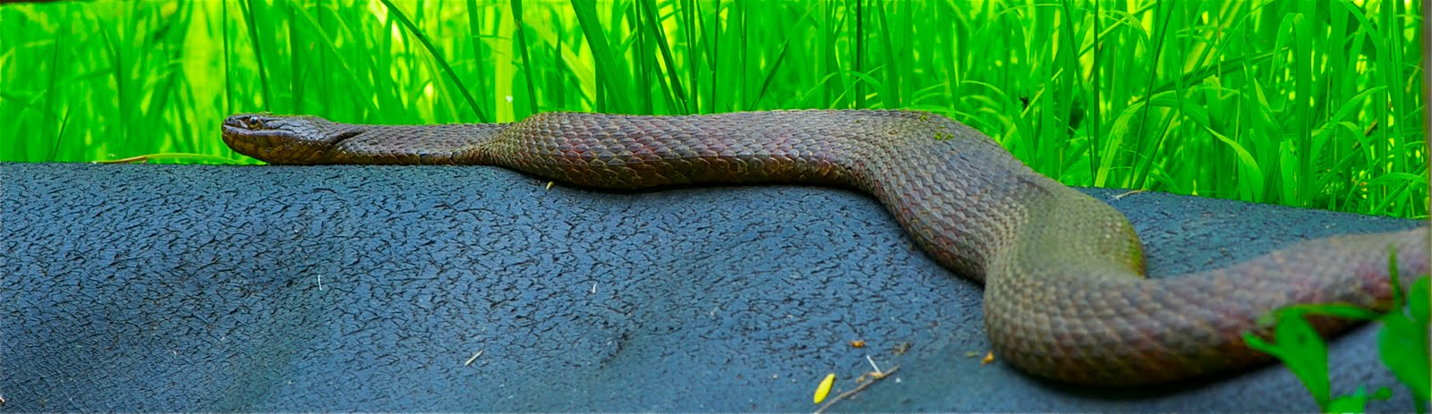 For Those Who Missed the Snake