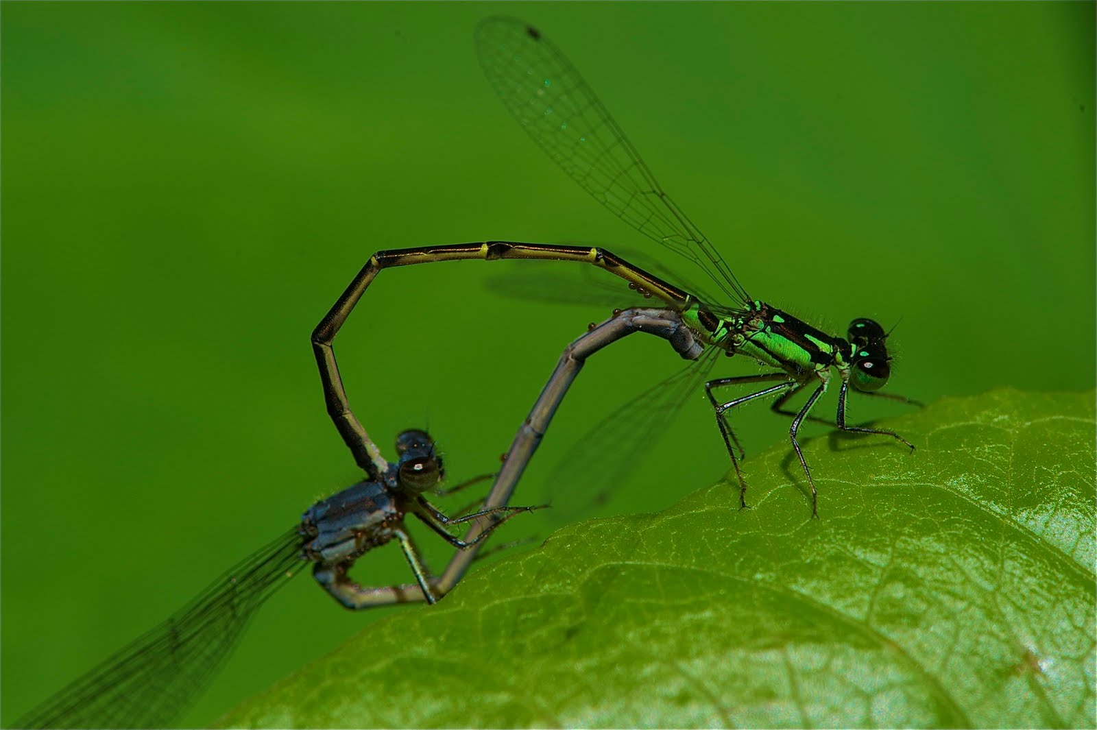 Love Can Be Complicated