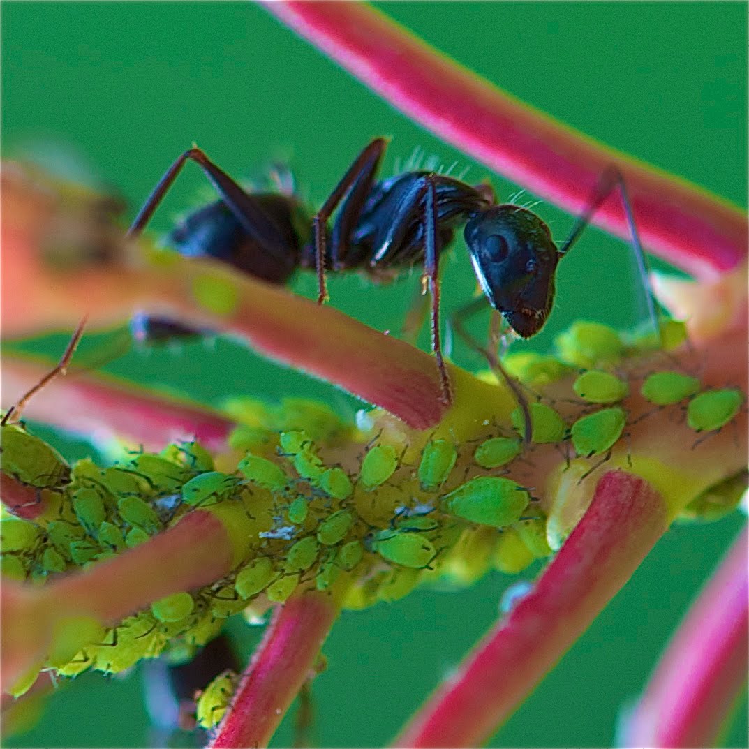 More Lunch Than I Can Handle