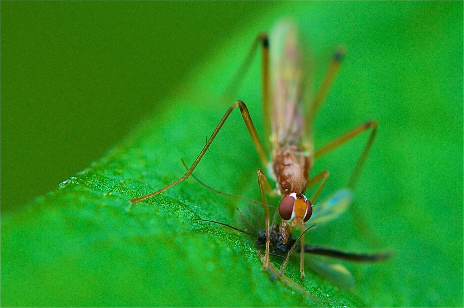 It’s a Bug Eat Bug World Out There