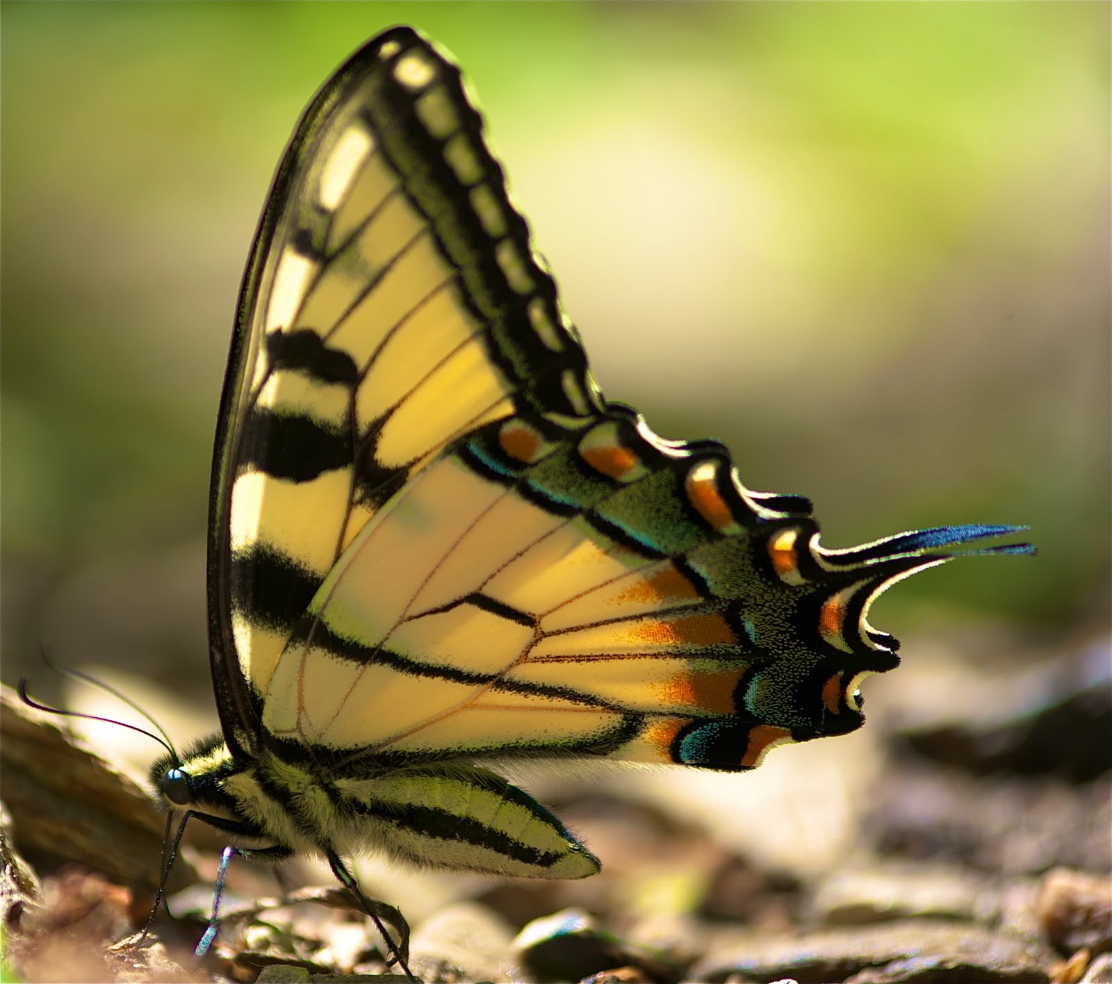 Swallowtail