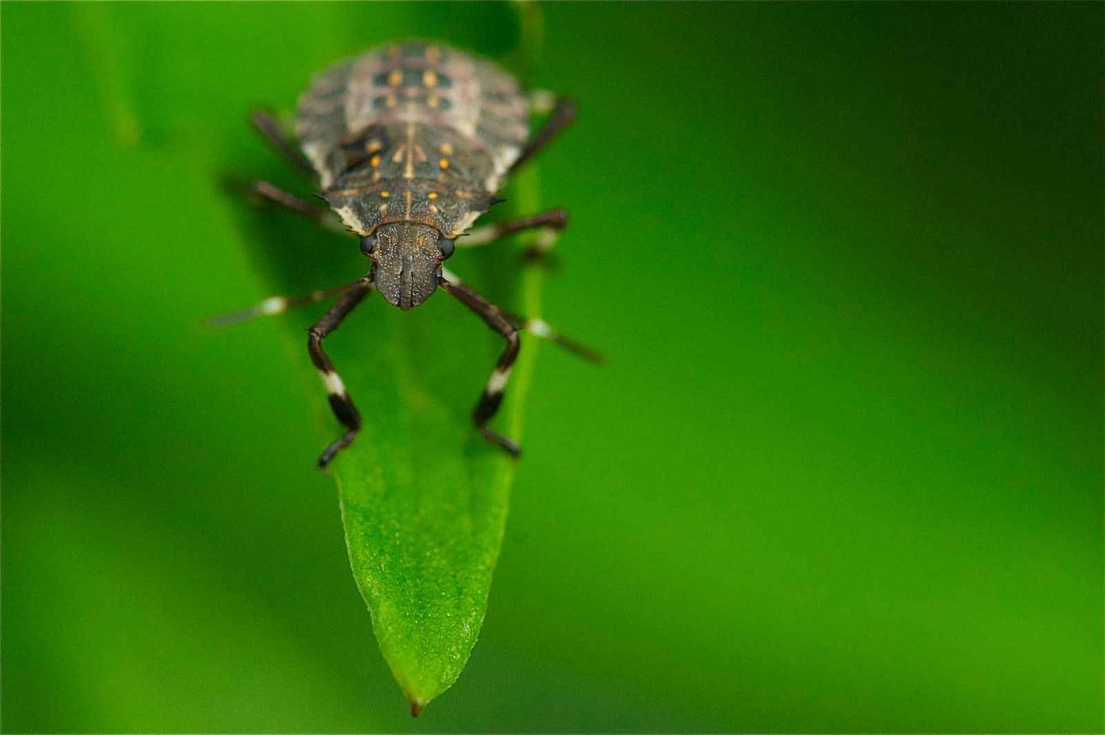 Stink Bug on Diving Board (Click to See that Wonderful Face Up Close)