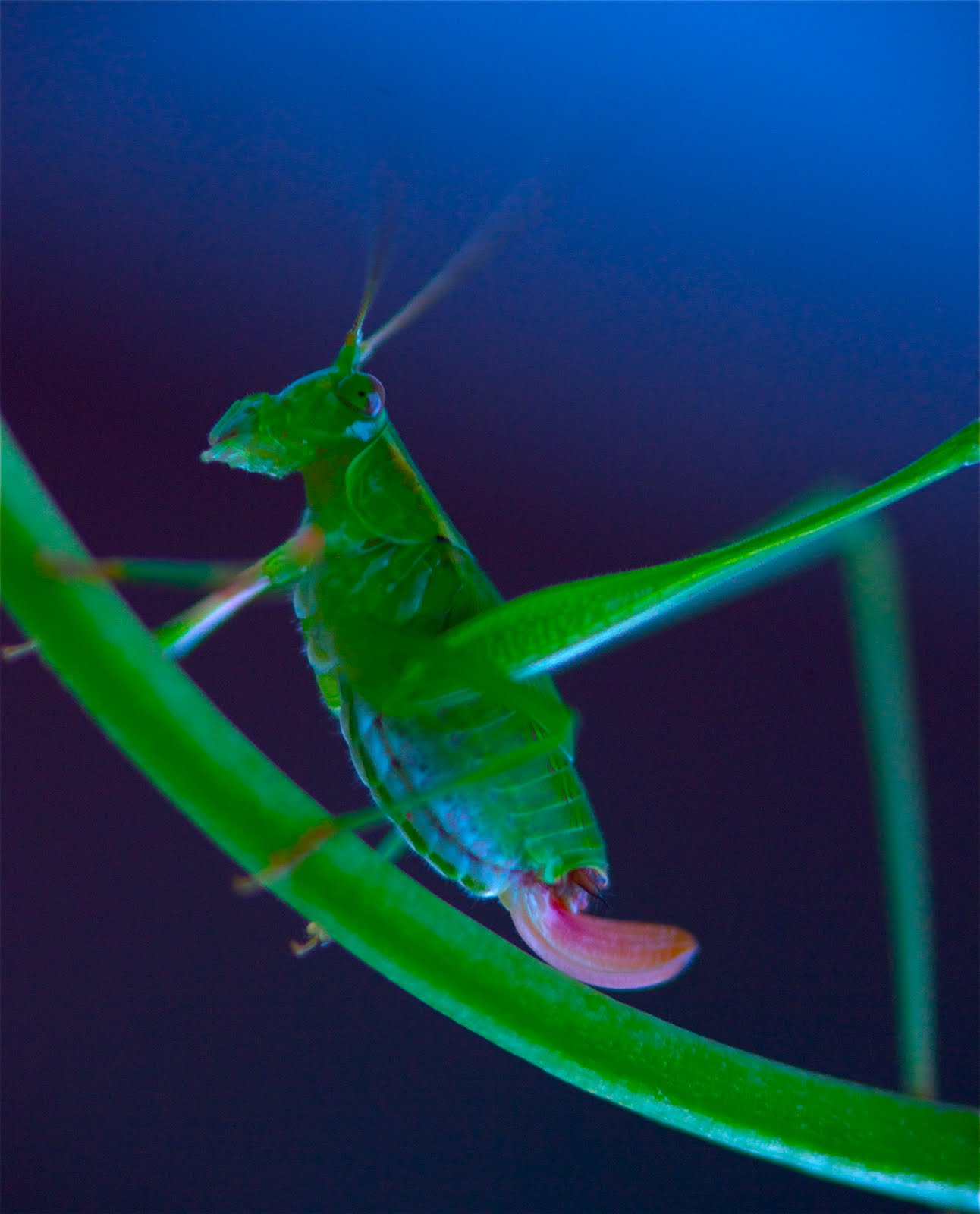 What I Found in The Garden Today