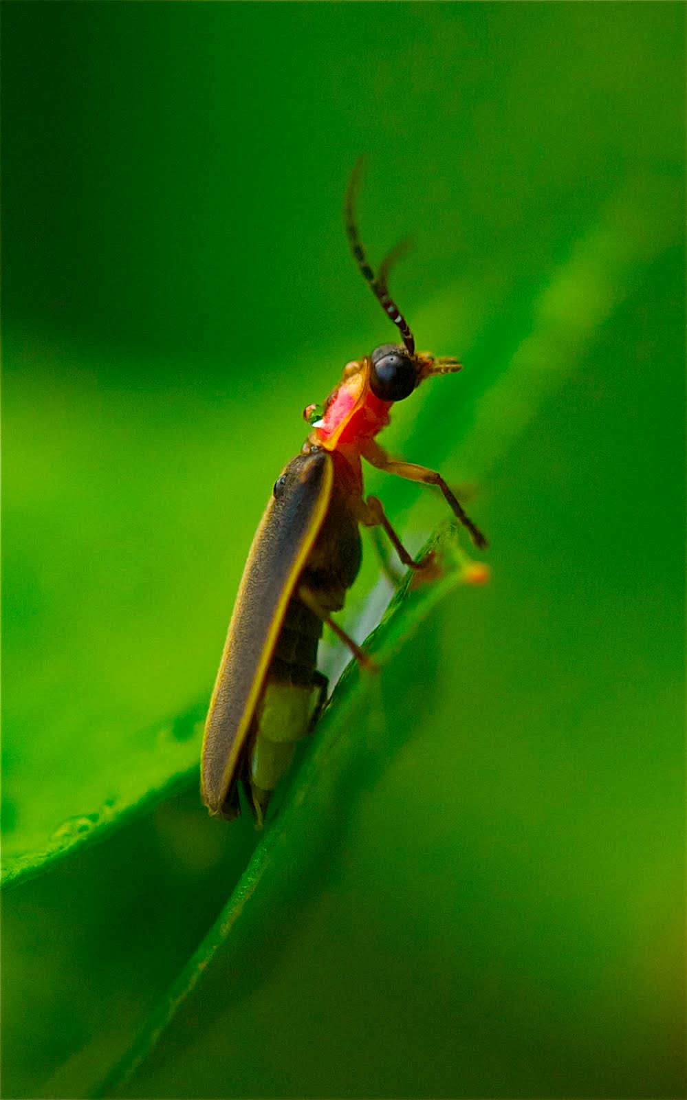 Lightning Bug When She’s Not Lit Up