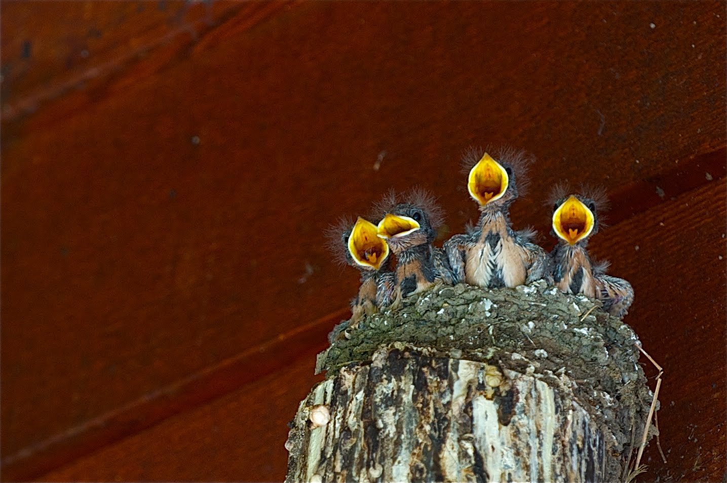 Tonsil Check (Click Photo to really check the tonsils)