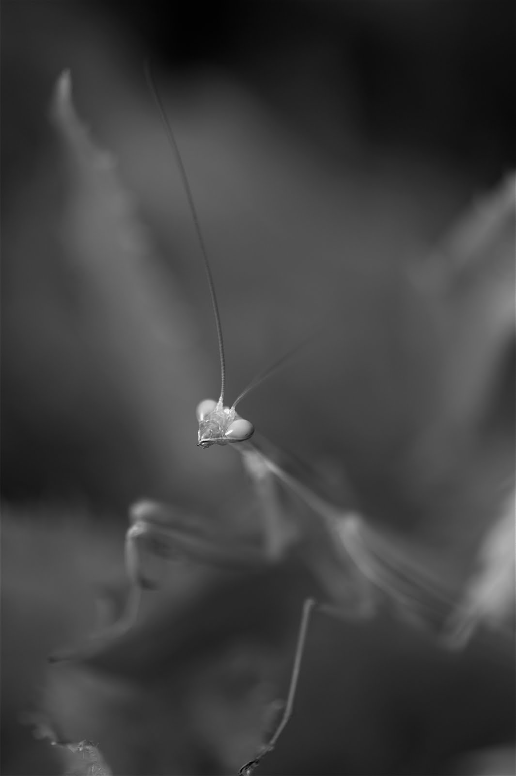 Portrait of a Praying Mantis