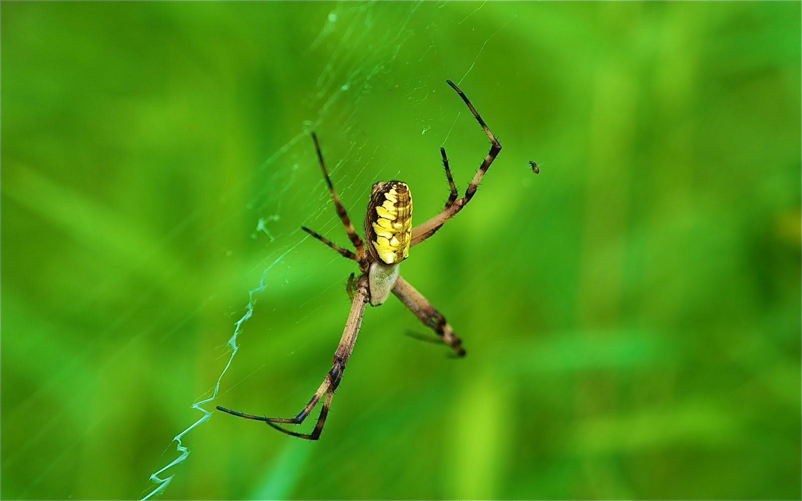 Huge Yellow Garden Spider